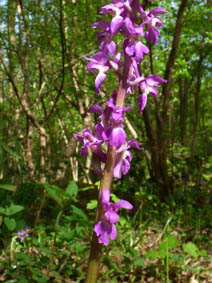 Orchis mascula 'purpurea'